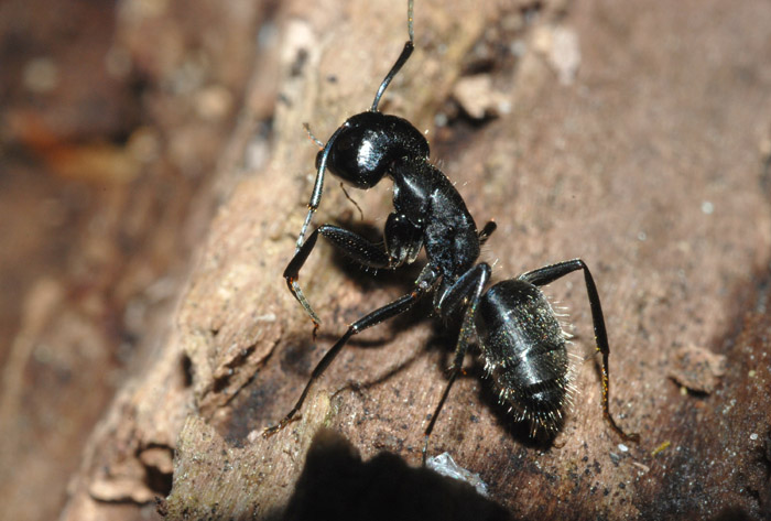 Operaia maggiore di Camponotus vagus